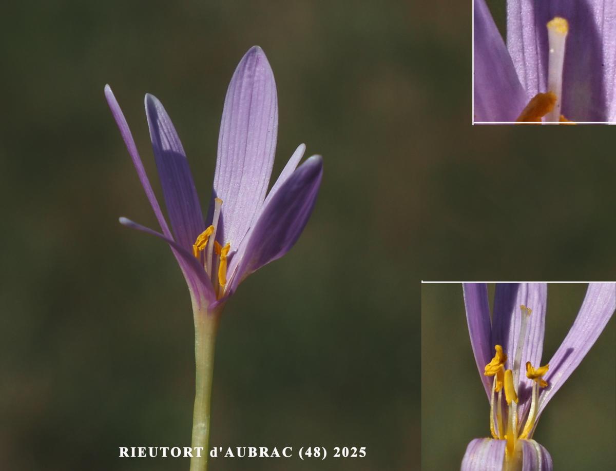 Saffron, Alpine flower